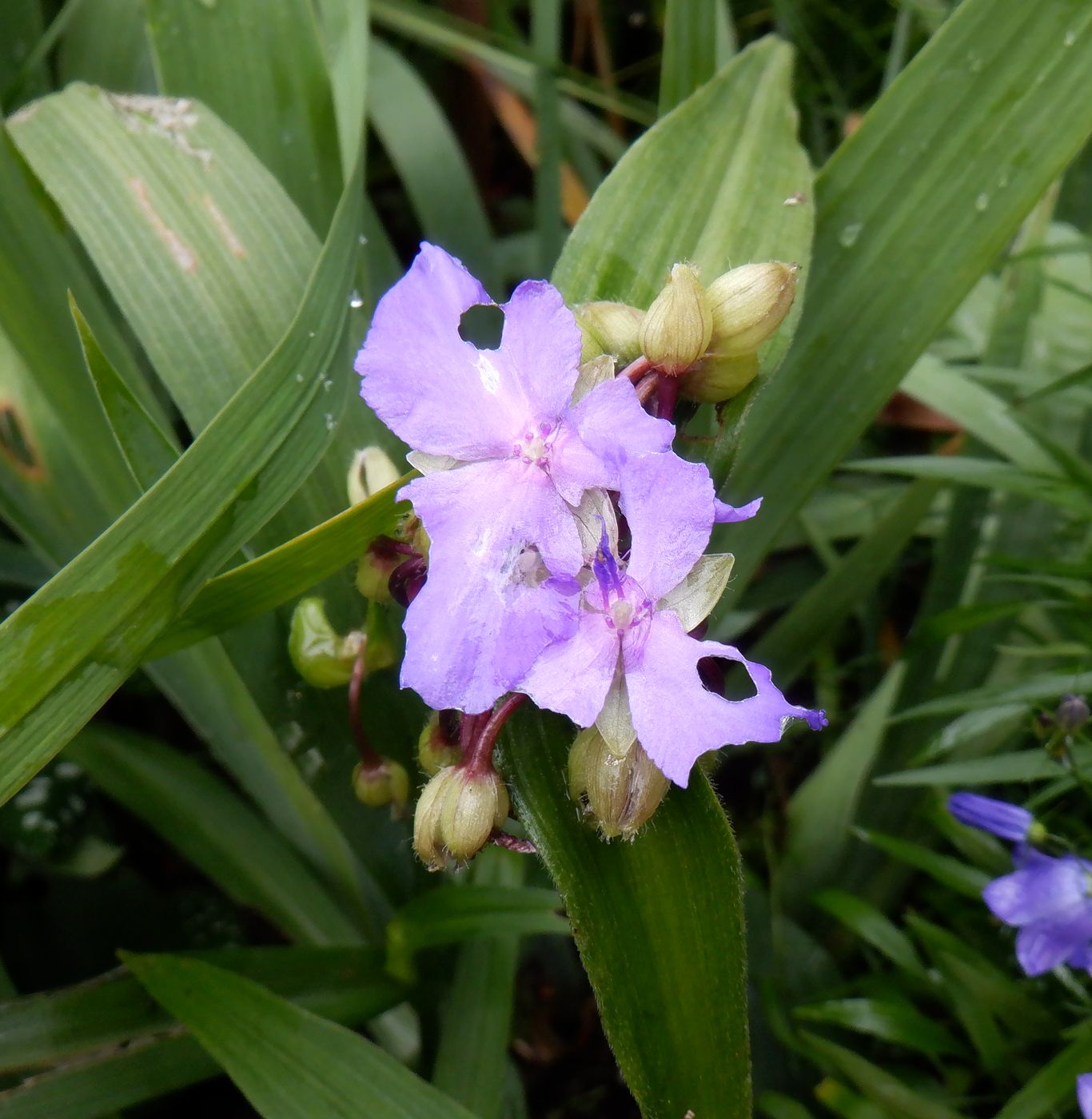 Image of Tradescantia virginiana specimen.
