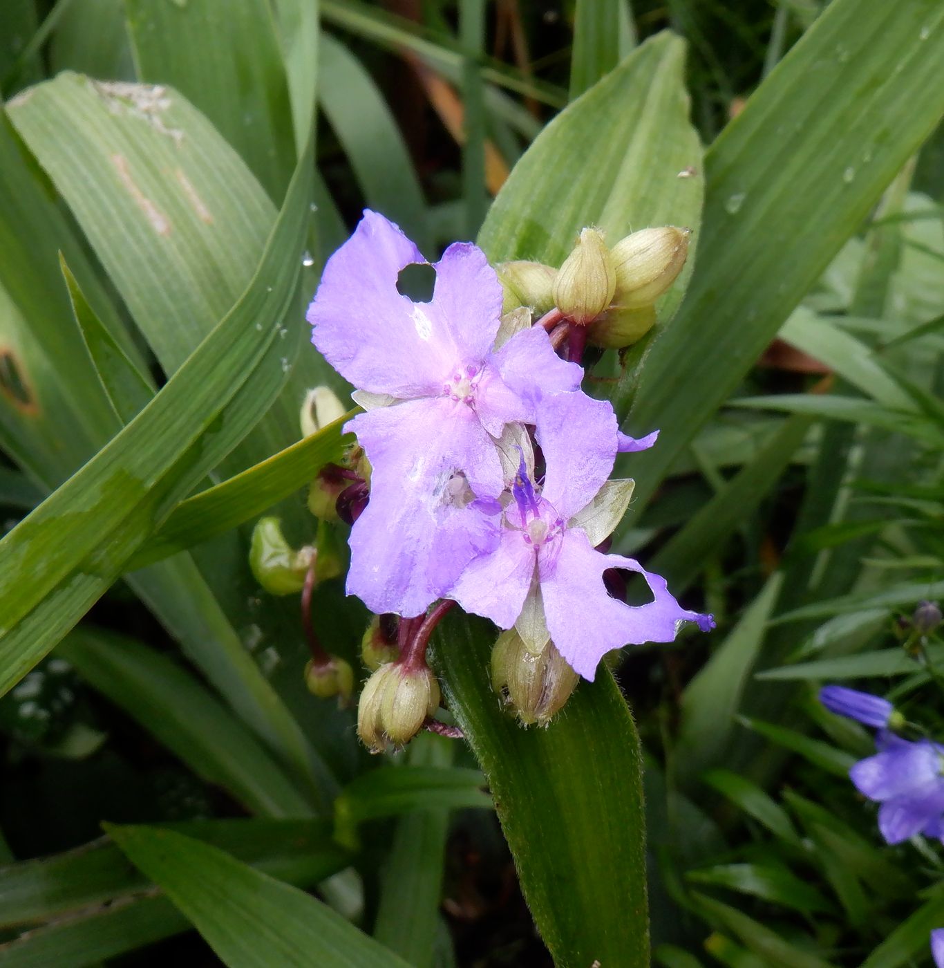 Изображение особи Tradescantia virginiana.