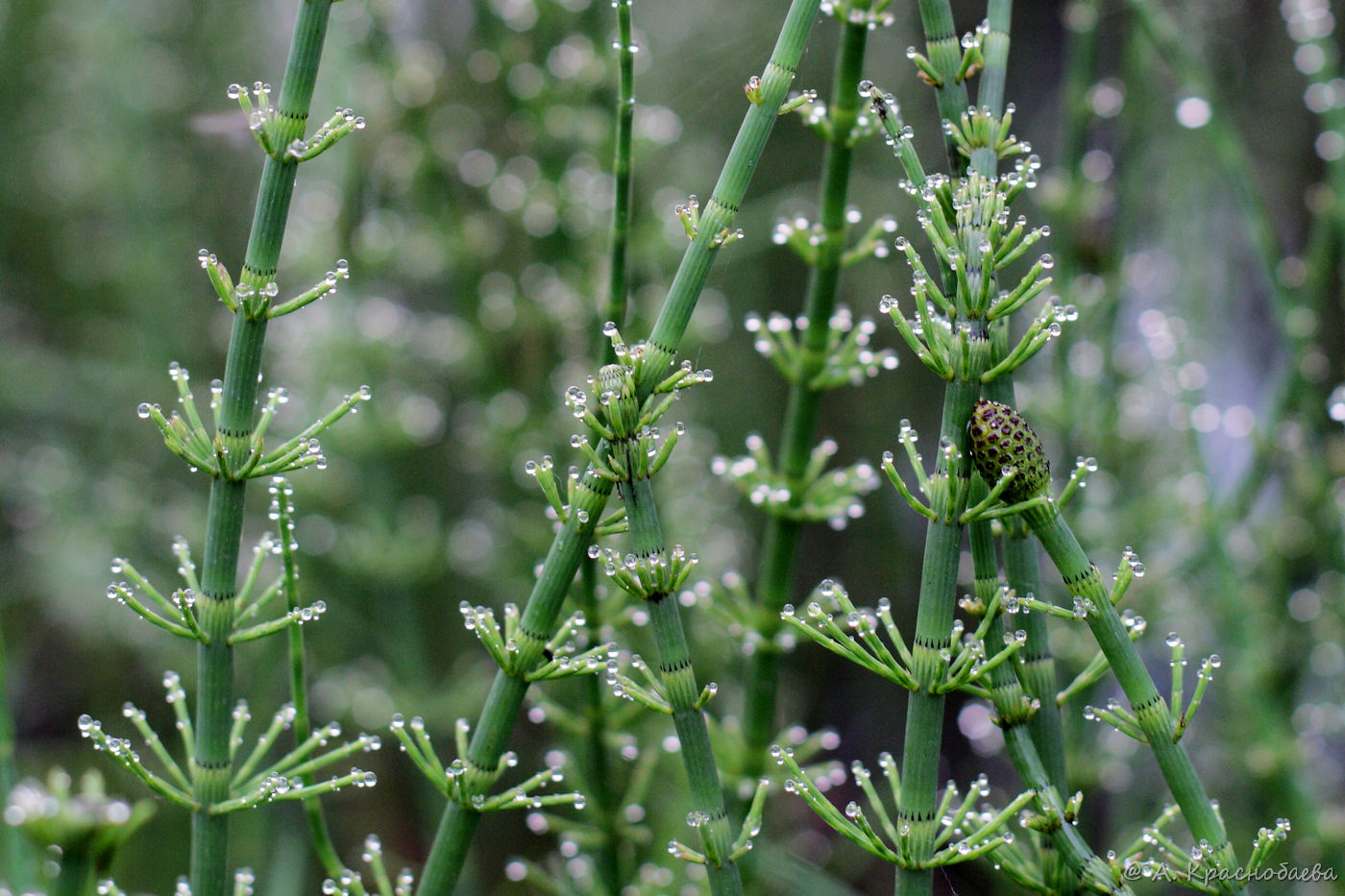 Изображение особи Equisetum fluviatile.