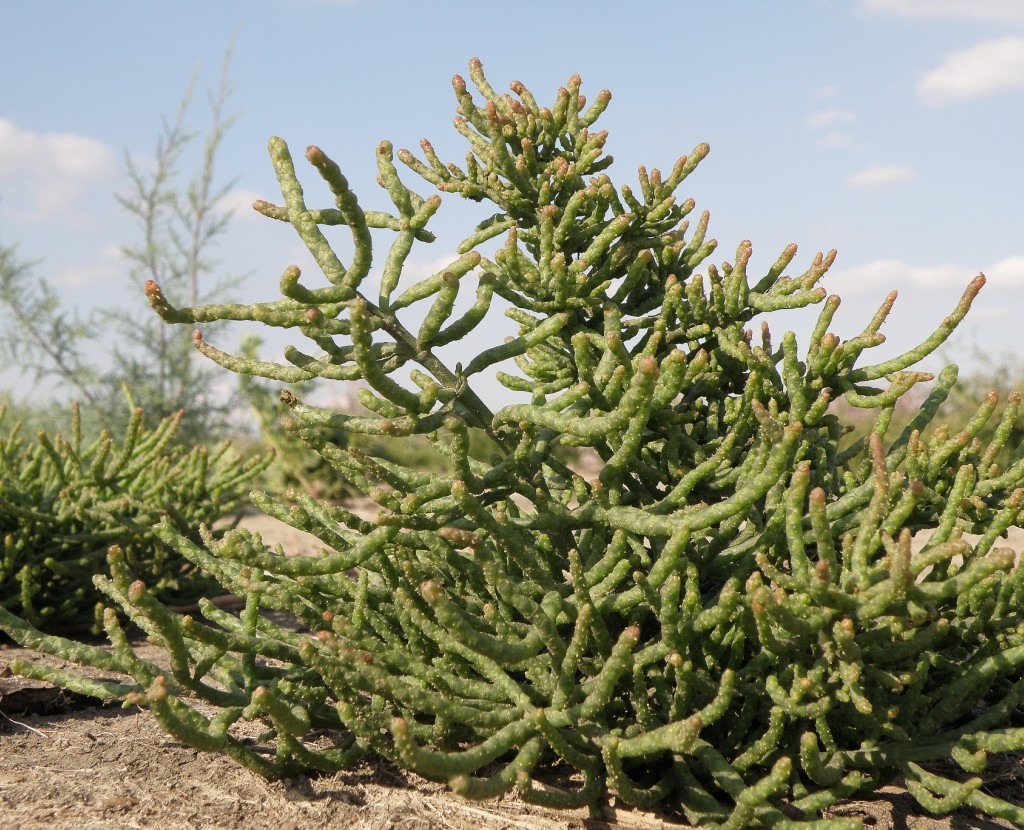 Image of Salicornia perennans specimen.