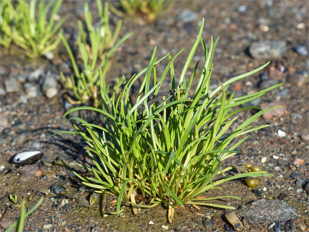 Изображение особи Tripolium pannonicum ssp. tripolium.