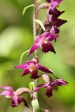 Epipactis atrorubens. Цветки. Санкт-Петербург, Дудергофские высоты, изрытый старыми окопами склон южной экспозиции, заросли лещины (Corylus avellana). 04.07.2020.