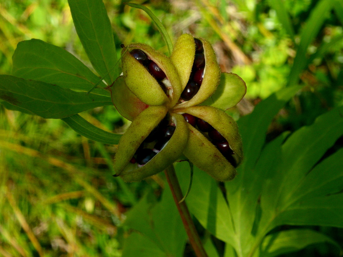 Image of Paeonia anomala specimen.