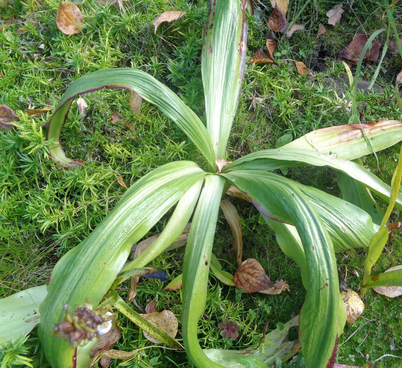 Image of Gentiana macrophylla specimen.