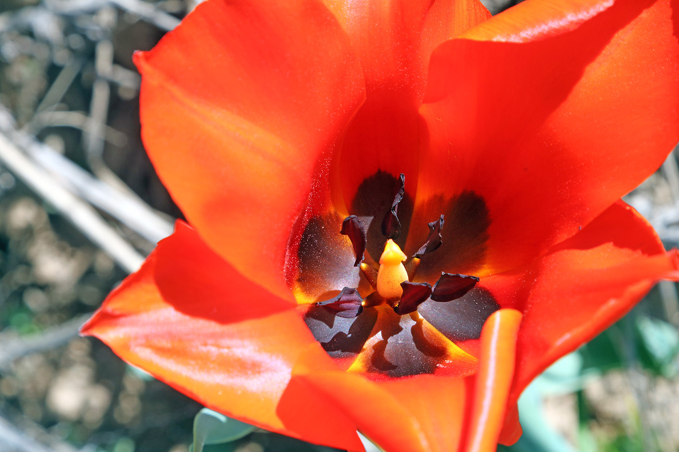Image of Tulipa greigii specimen.