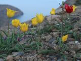 Tulipa suaveolens