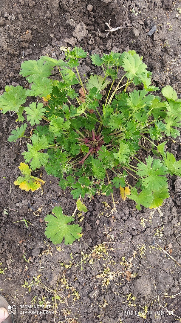 Изображение особи Geranium pusillum.