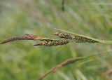 Carex elata