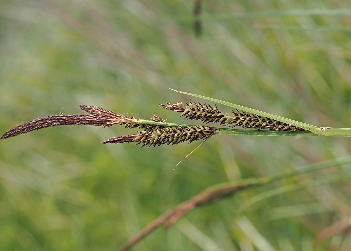 Изображение особи Carex elata.