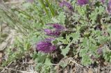 Dracocephalum pinnatum
