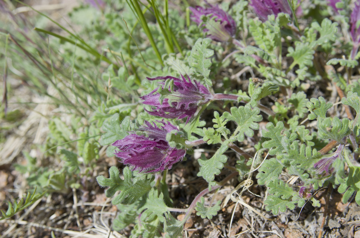 Image of Dracocephalum pinnatum specimen.