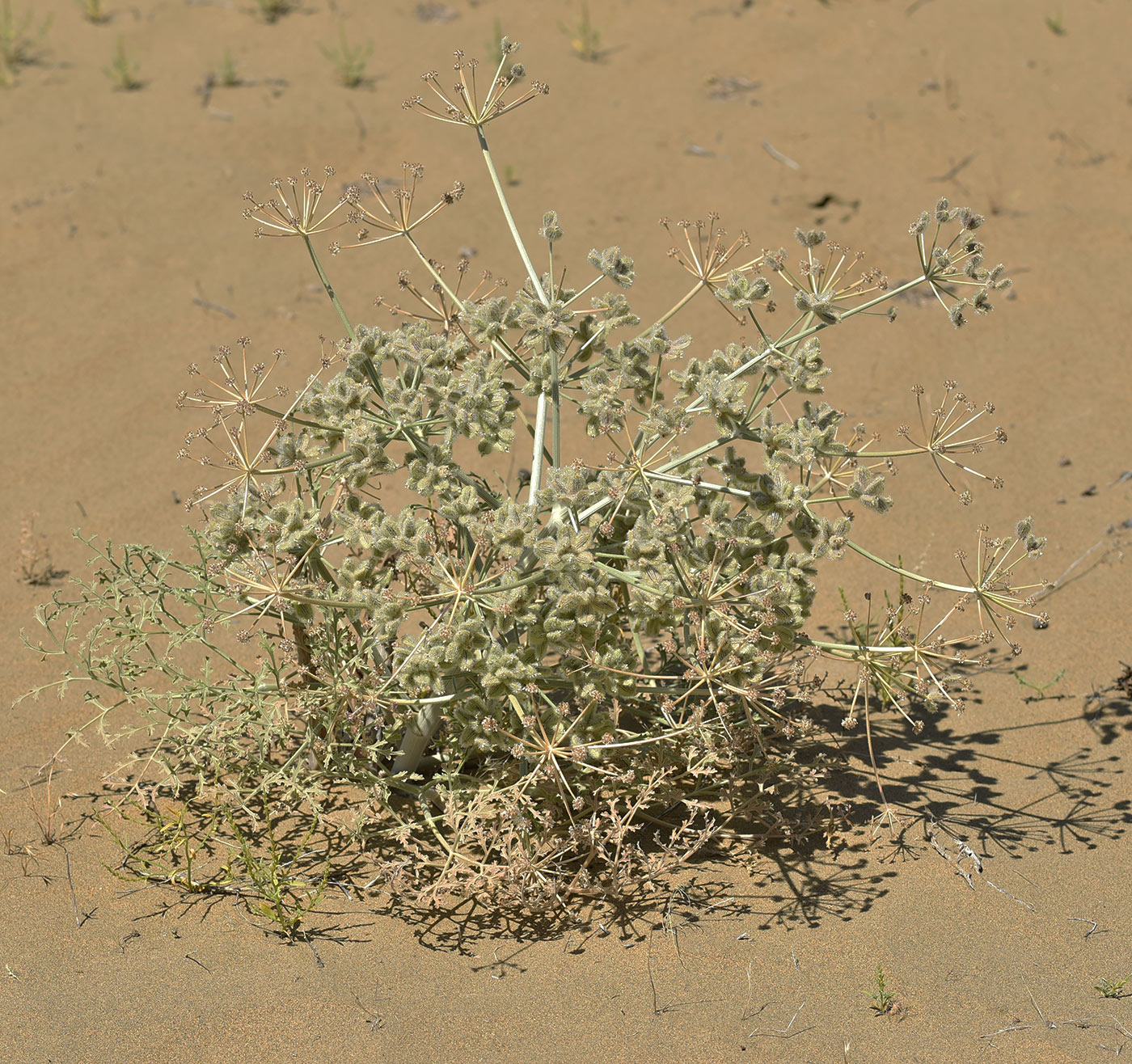 Image of Ferula litwinowiana specimen.