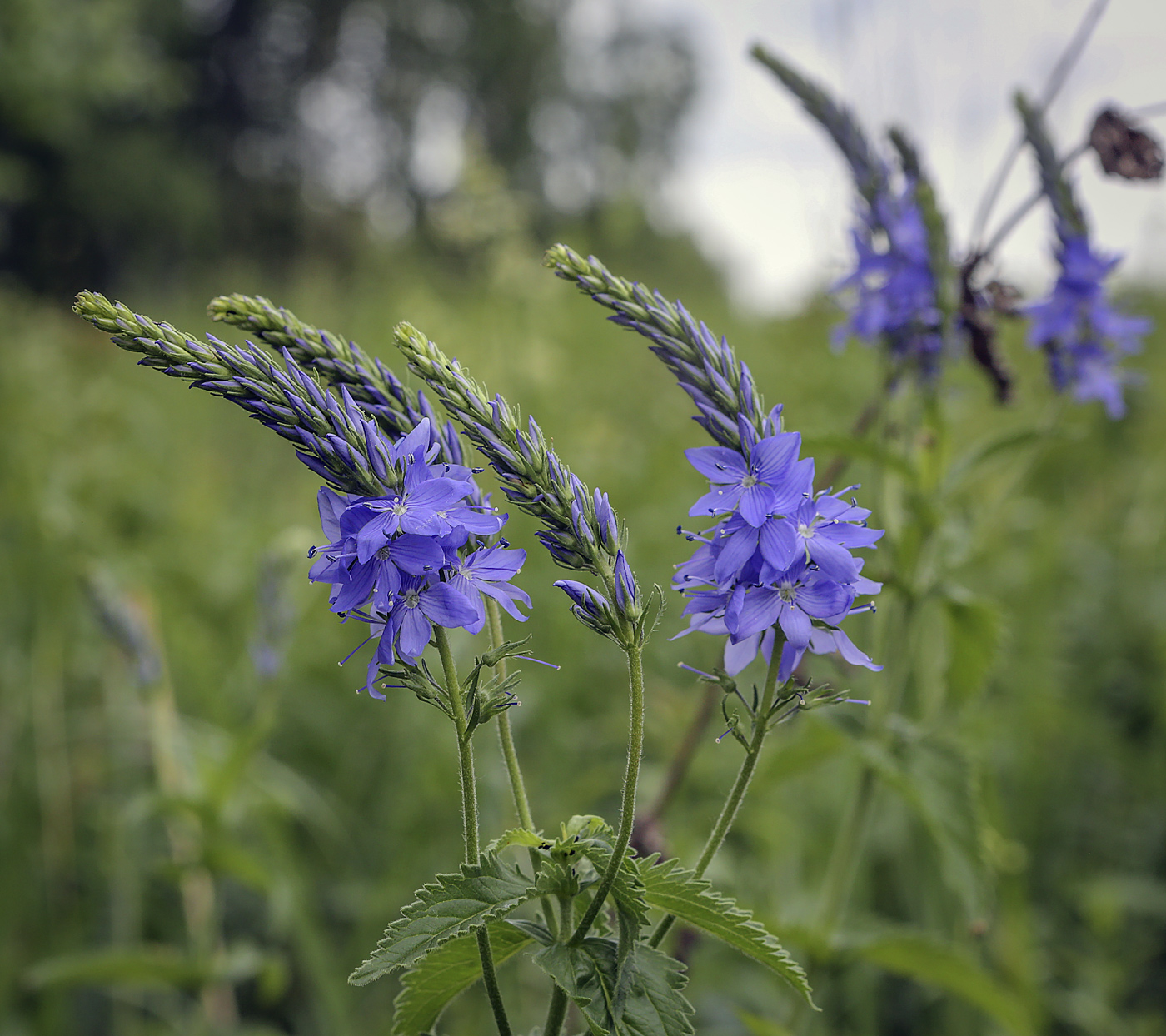 Изображение особи Veronica teucrium.