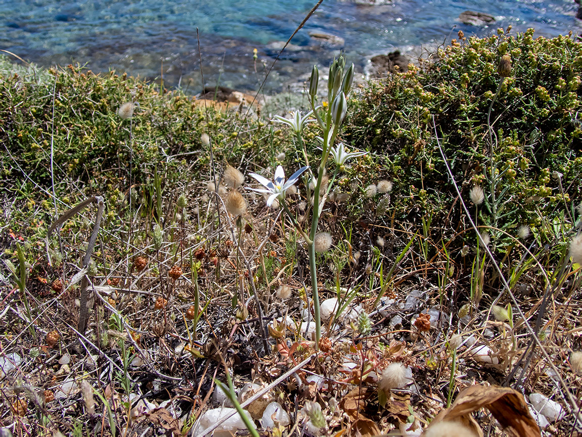 Изображение особи Ornithogalum narbonense.