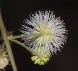 Mimosa aculeaticarpa