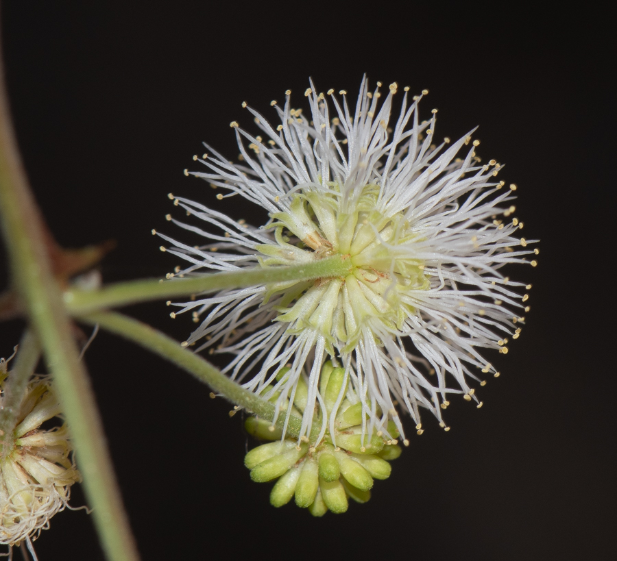 Изображение особи Mimosa aculeaticarpa.