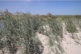 Calamagrostis pseudophragmites. Заросль плодоносящих растений. Белгородская обл., Губкинский р-н, окр. Ямской степи, берег гидроотвала Губкинского ГОКа. 07.07.2021.