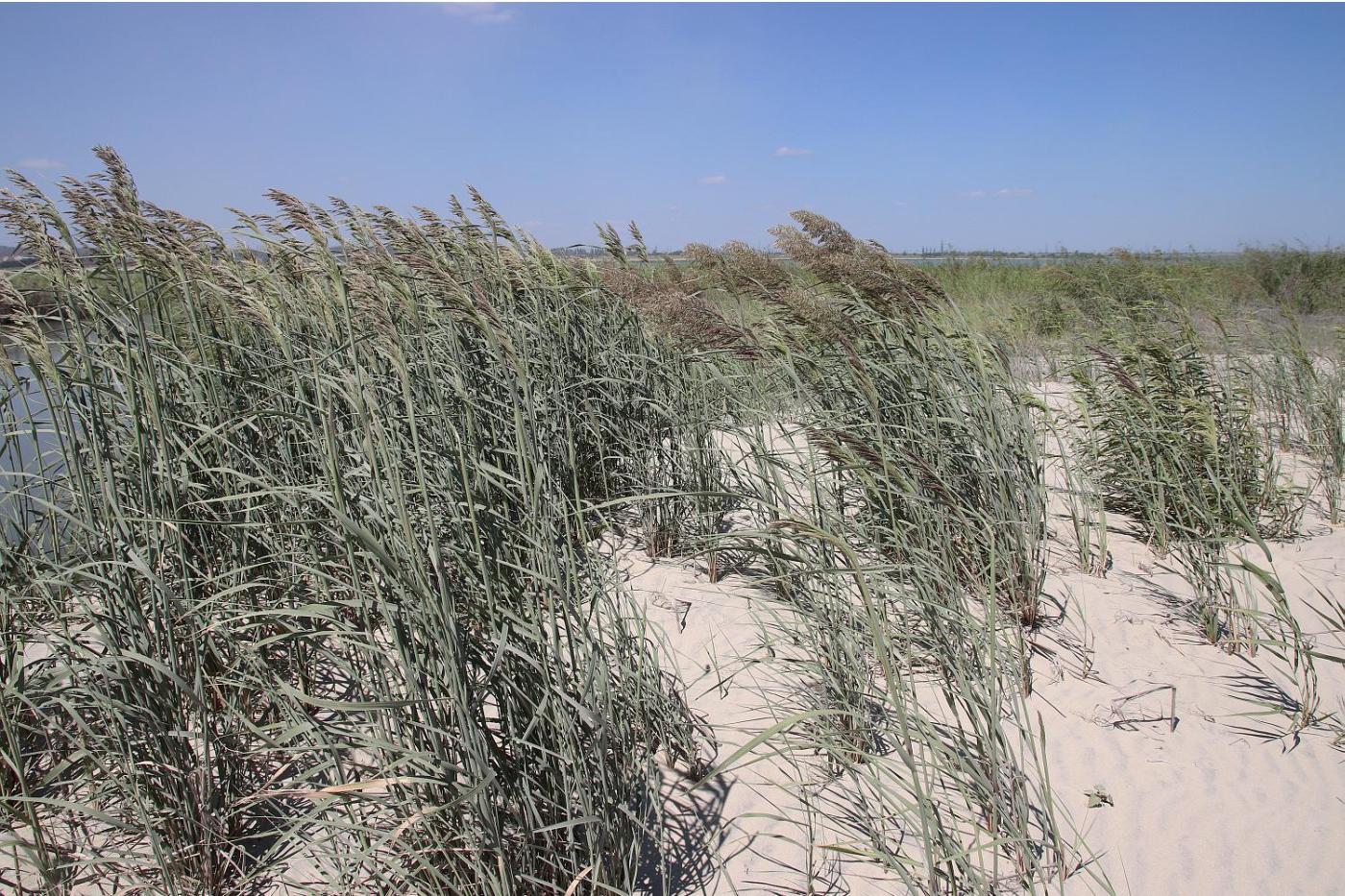 Изображение особи Calamagrostis pseudophragmites.