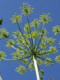 Heracleum sibiricum. Верхушка побега с соцветием (вид снизу). Санкт-Петербург, Дудергофские высоты, разнотравный луг. 03.07.2010.