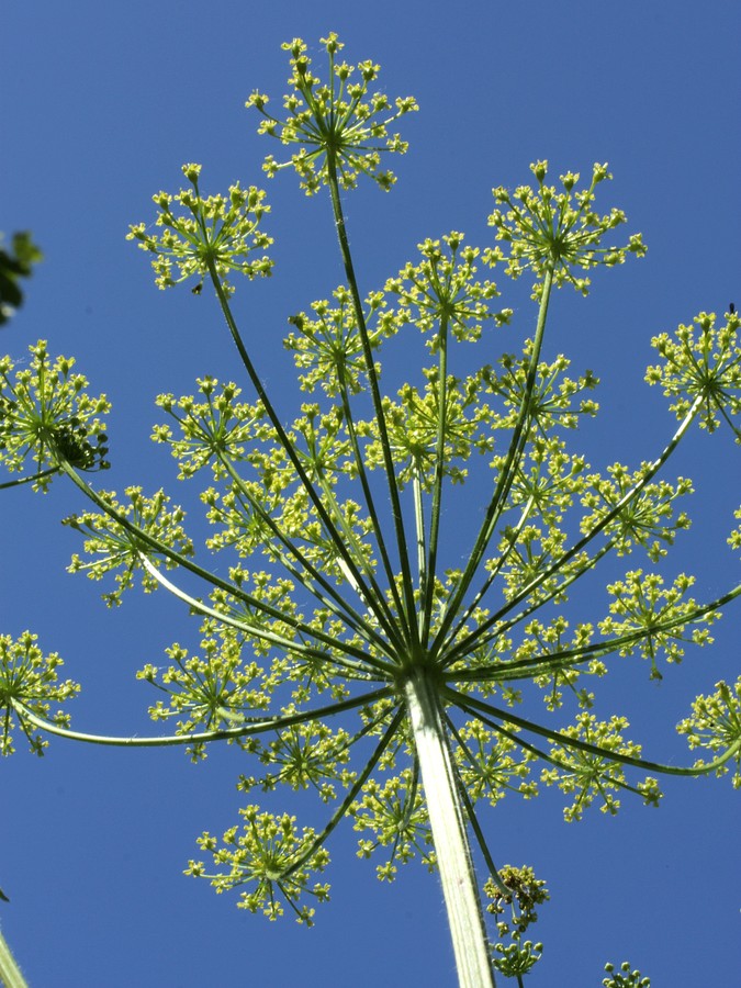 Изображение особи Heracleum sibiricum.