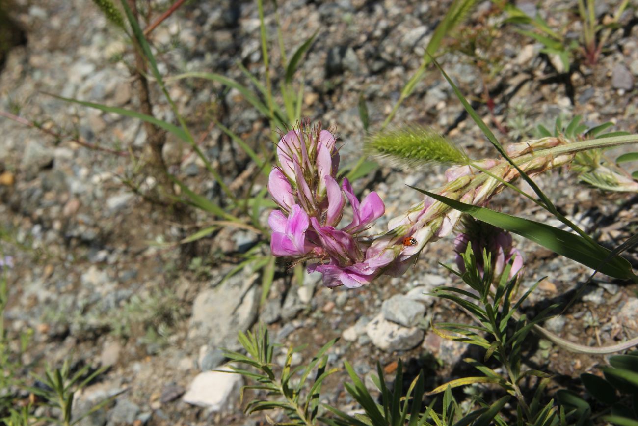 Image of Hedysarum gmelinii specimen.