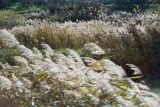 Phragmites australis