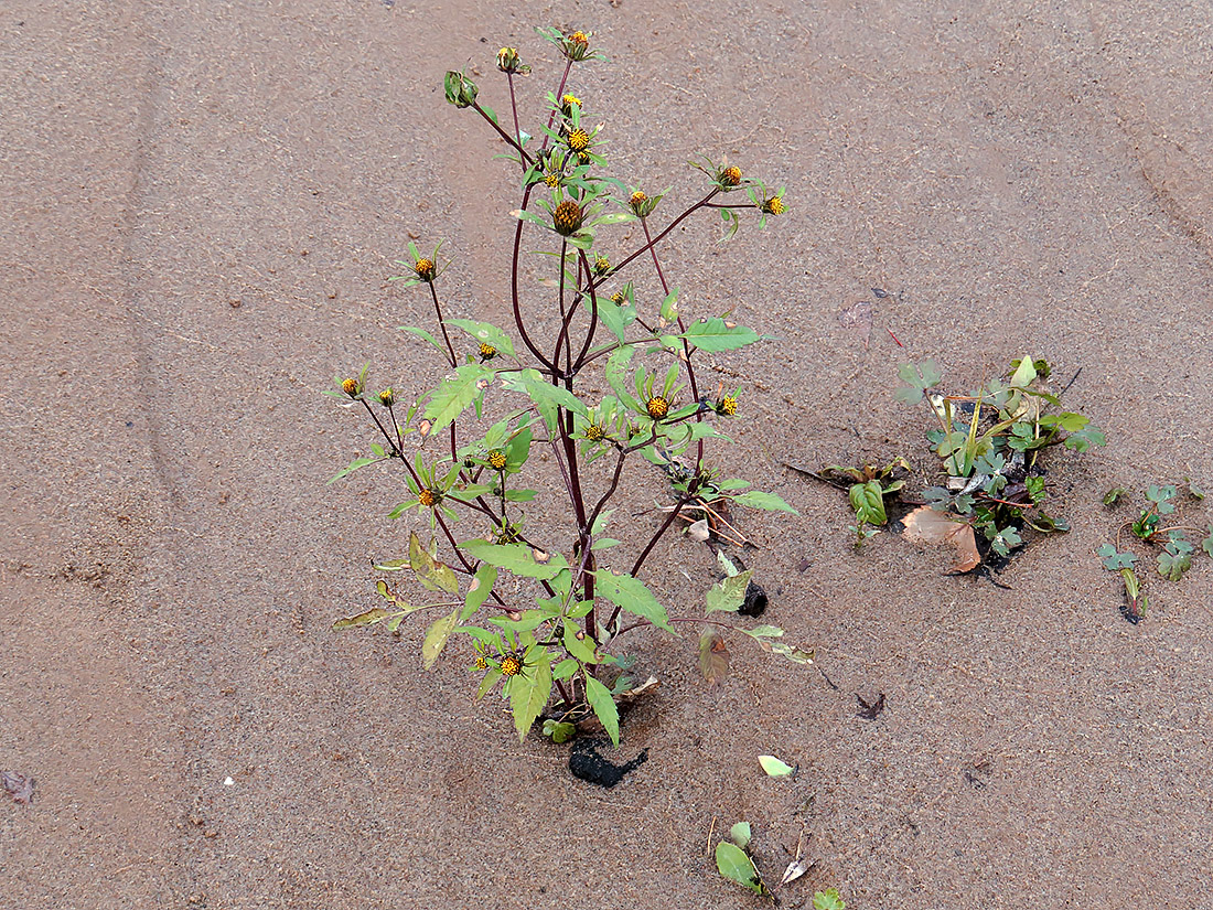 Image of Bidens frondosa specimen.
