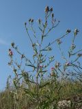 Centaurea jacea. Верхушка цветущего растения с колонией тли. Псковская обл., Псковский р-н, окр. погоста Выбуты, борт дол. р. Великая, бровка известнякового обрыва, сухой разнотравно-злаковый луг. 29.07.2021.