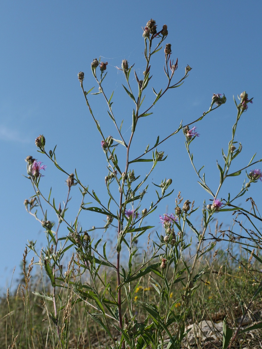 Image of Centaurea jacea specimen.