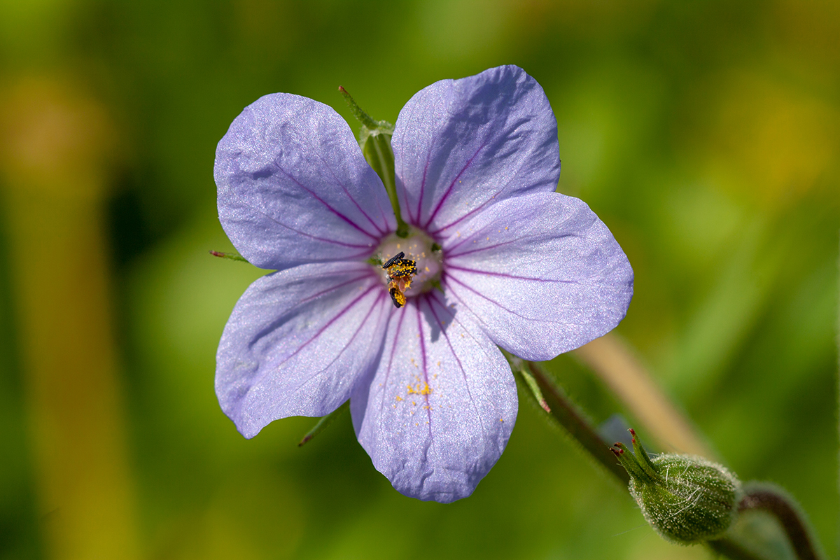 Image of Erodium ciconium specimen.