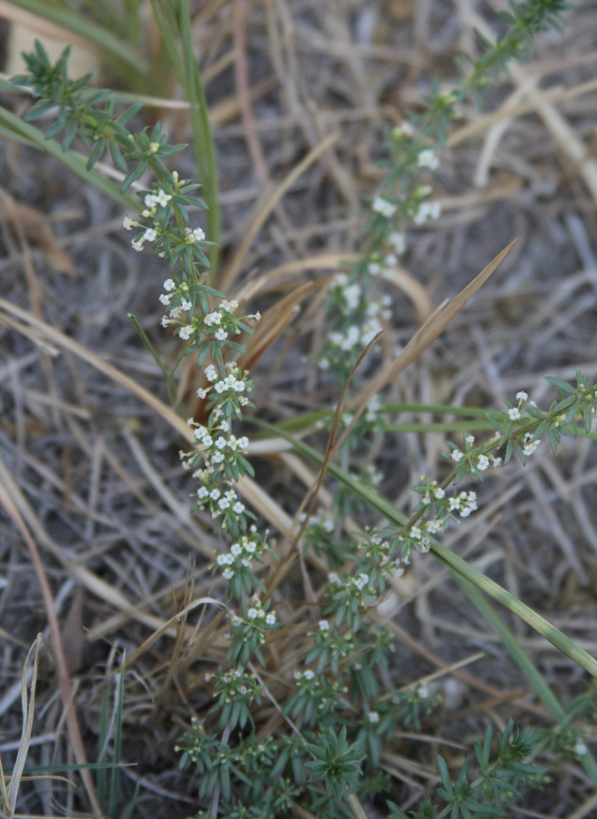 Изображение особи Galium humifusum.