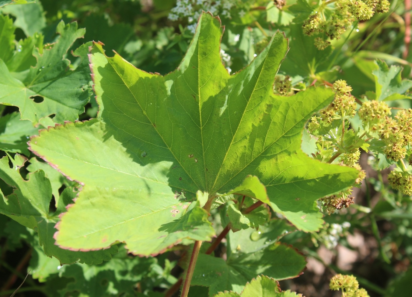 Image of Alchemilla leiophylla specimen.