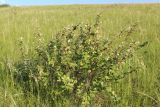 Cotoneaster alaunicus