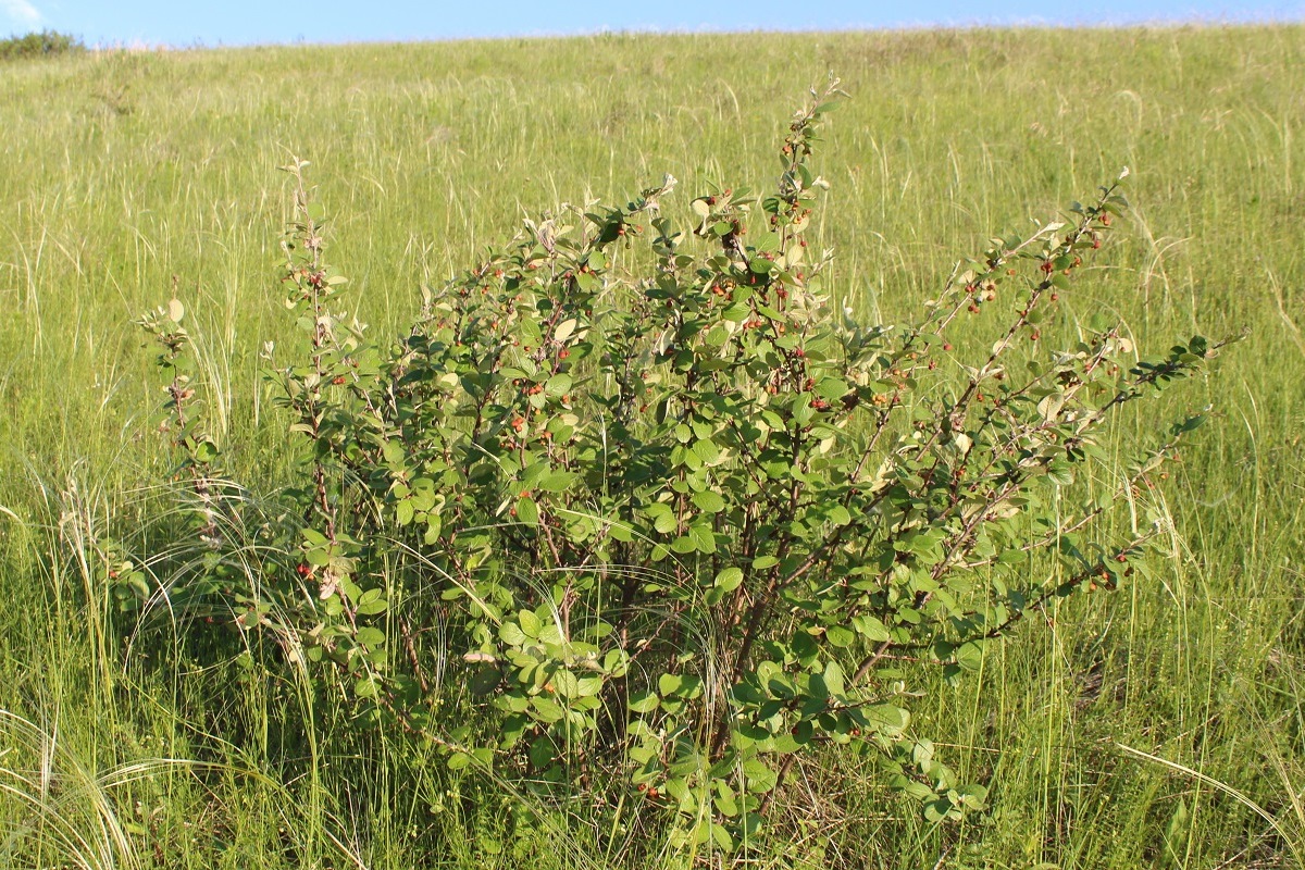 Изображение особи Cotoneaster alaunicus.