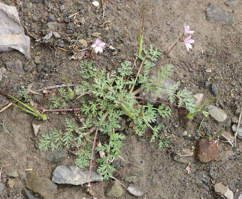 Изображение особи Erodium cicutarium.