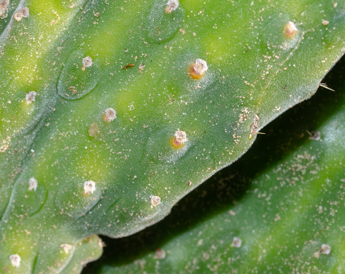 Image of Opuntia tomentosa specimen.