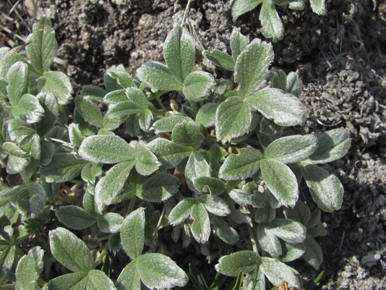 Image of Potentilla oweriniana specimen.