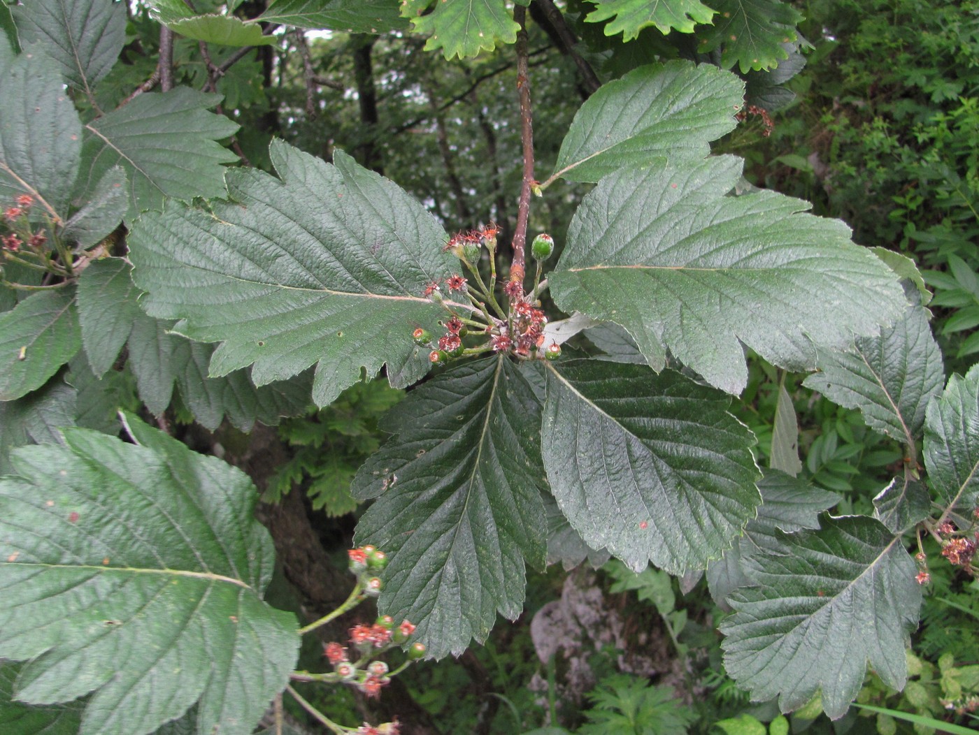 Image of Sorbus caucasica specimen.