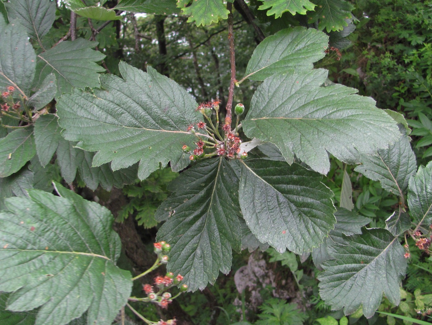 Изображение особи Sorbus caucasica.