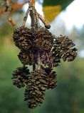 Alnus glutinosa