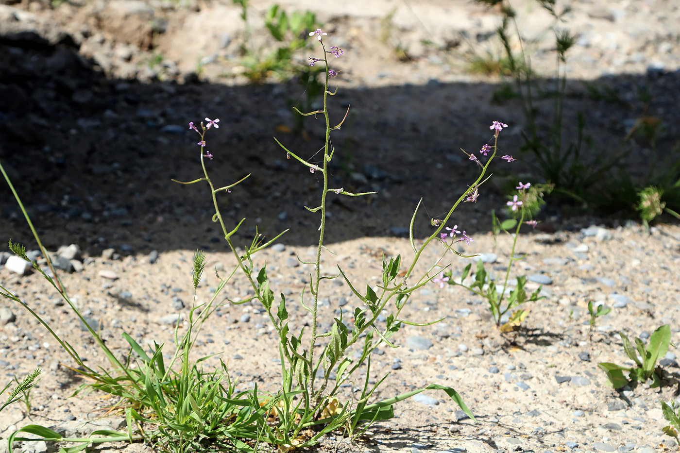 Image of Chorispora tenella specimen.