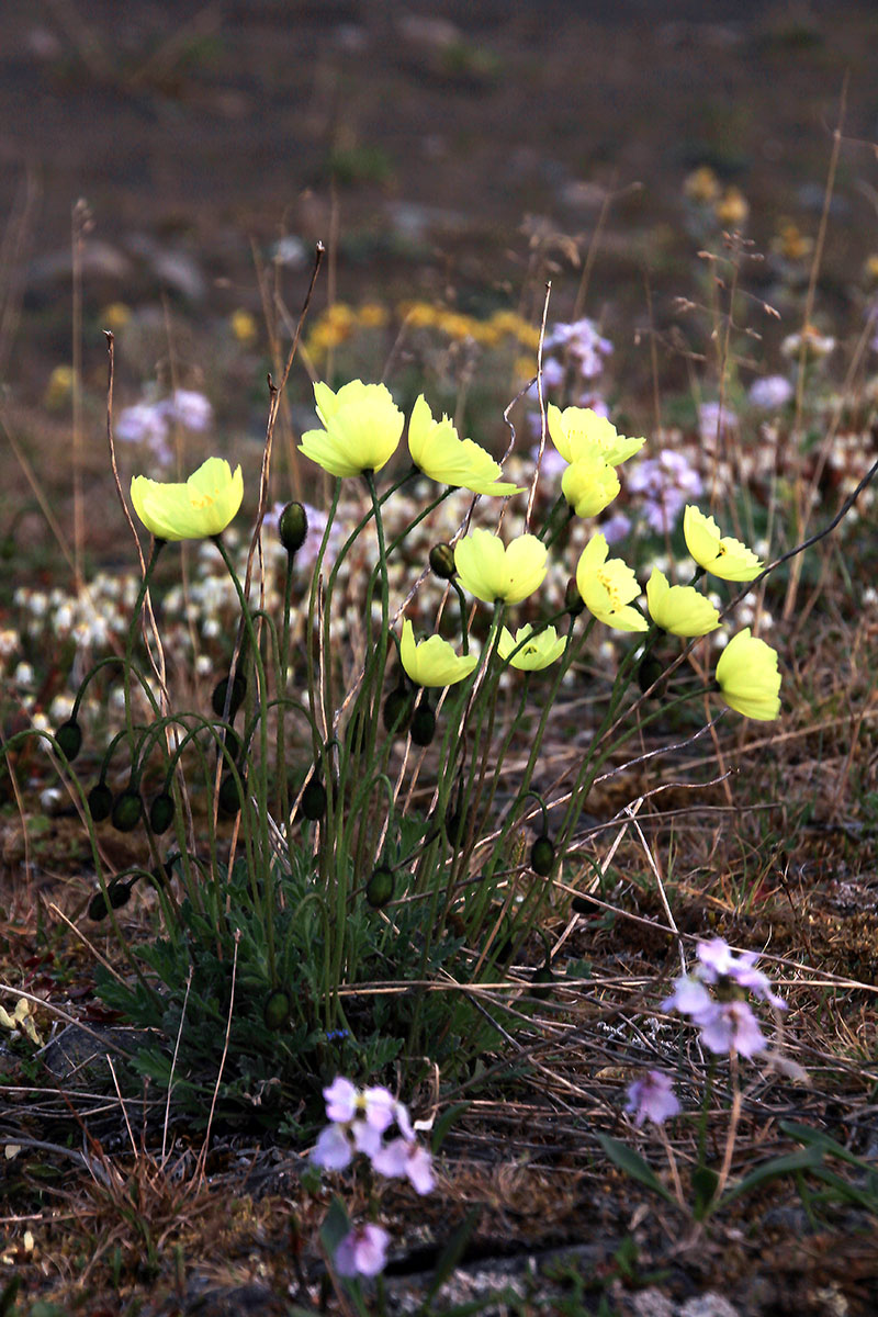 Image of Papaver lapponicum ssp. orientale specimen.