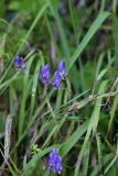 Aconitum volubile. Соцветие. Томская обл., г. Томск, пос. Заварзино, у обочины дороги. 21.08.2021.