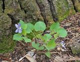 Viola rupestris