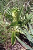 род Eucomis