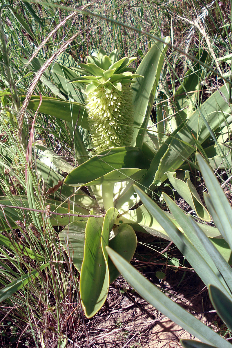 Image of genus Eucomis specimen.