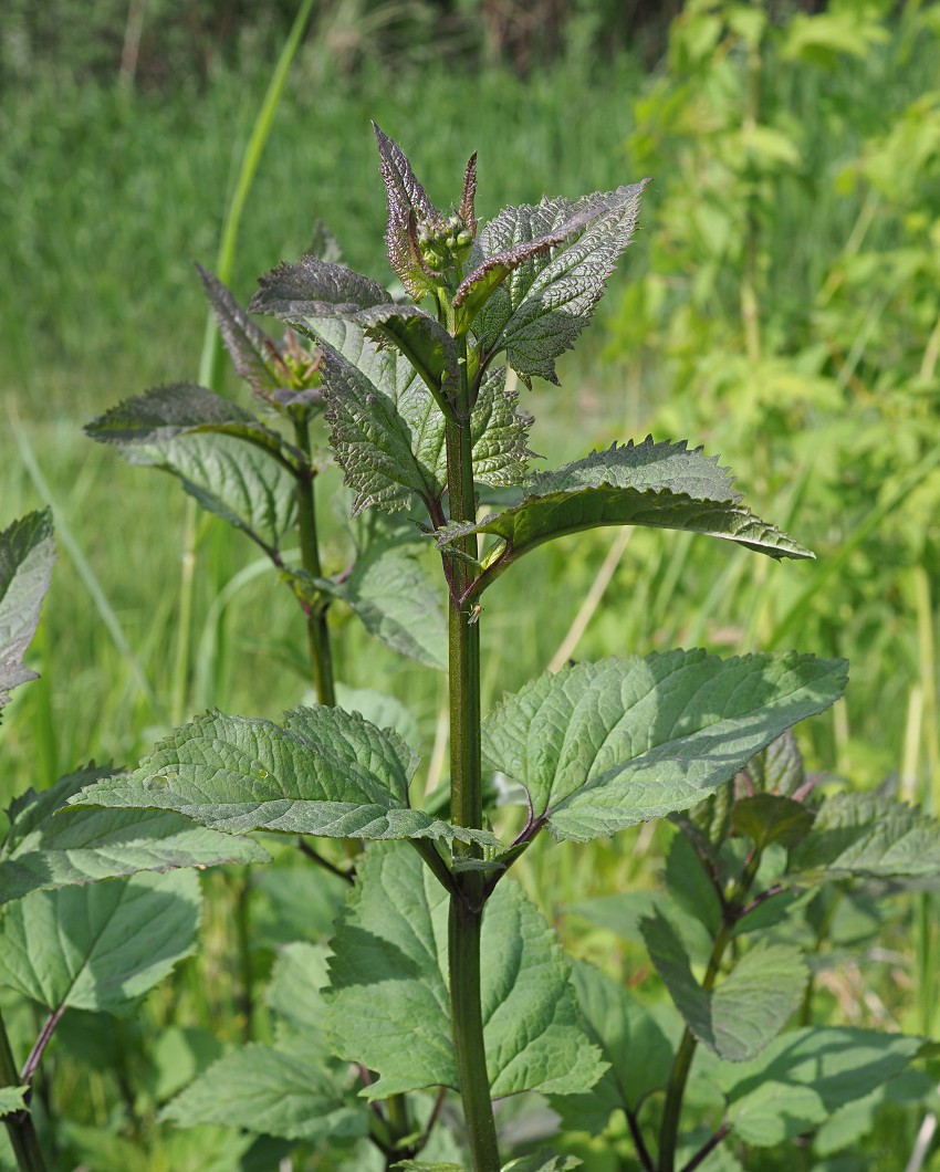 Изображение особи Scrophularia nodosa.