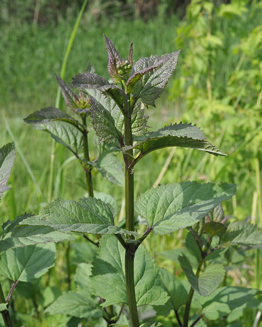 Image of Scrophularia nodosa specimen.