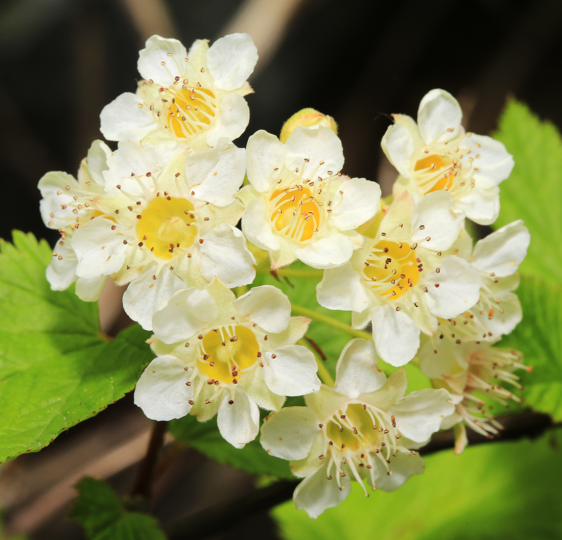 Image of Physocarpus ribesifolia specimen.