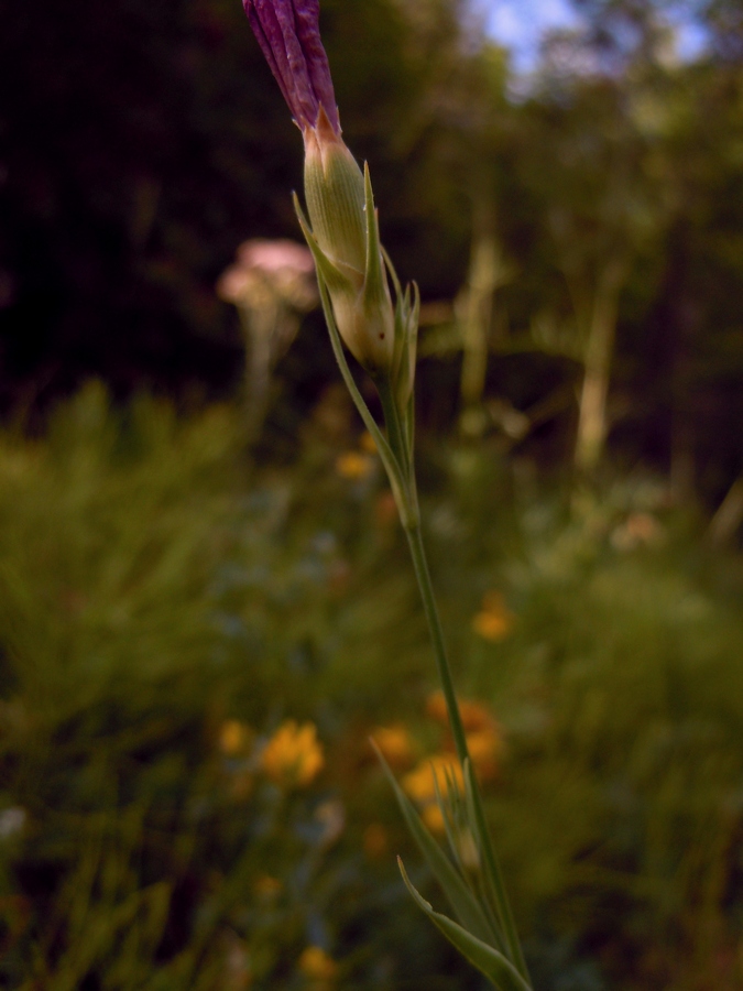 Изображение особи Dianthus pratensis.